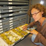 Research at Royal BC MusuemBird ArchivesYellow Warbler drawer2014