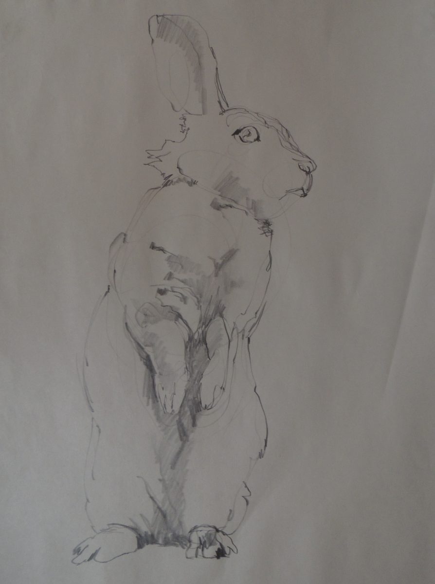 Hare 
2021 
graphite on newsprint 
18" x 24"