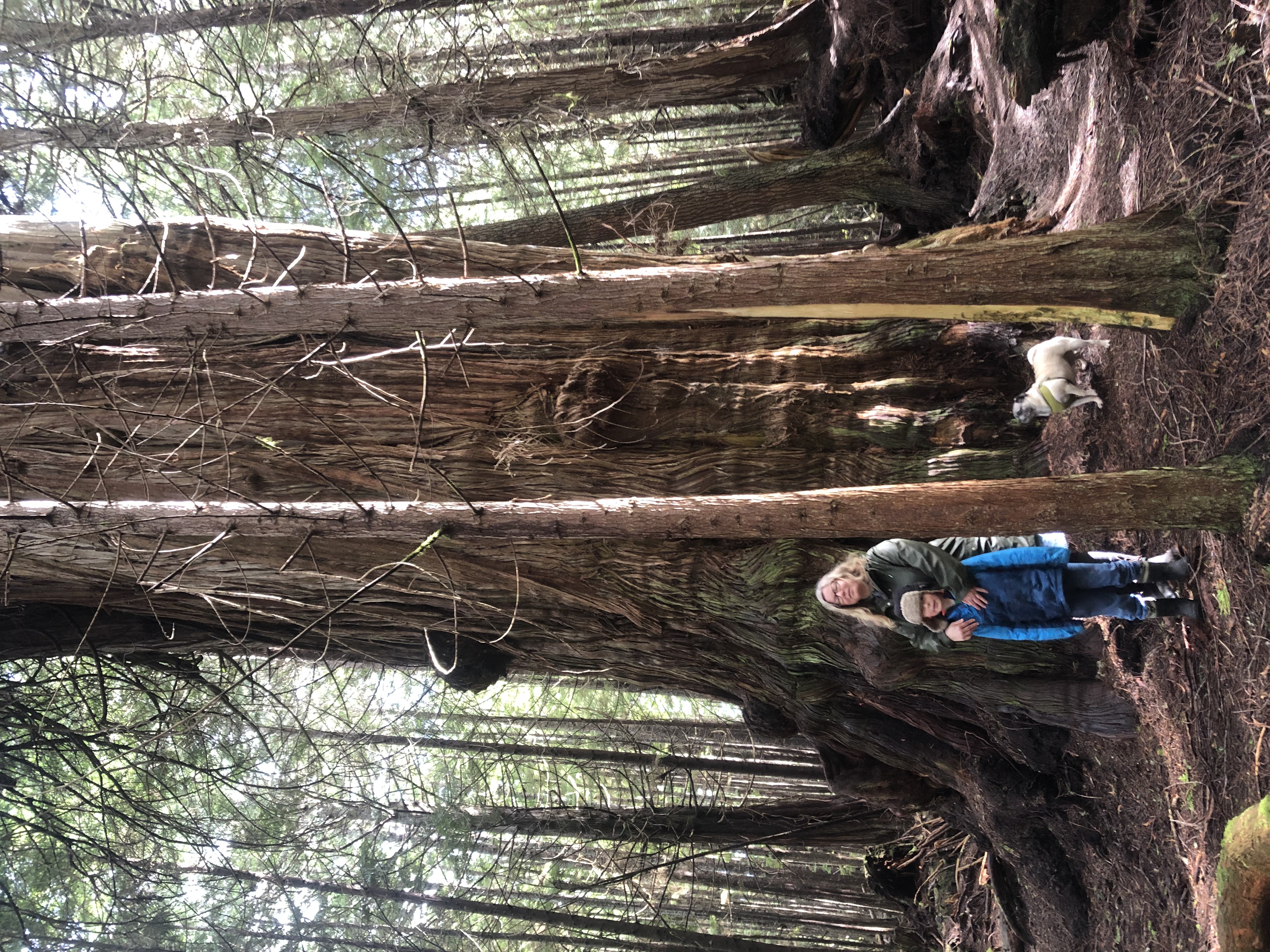 big tree kerri and teddy