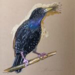 starling