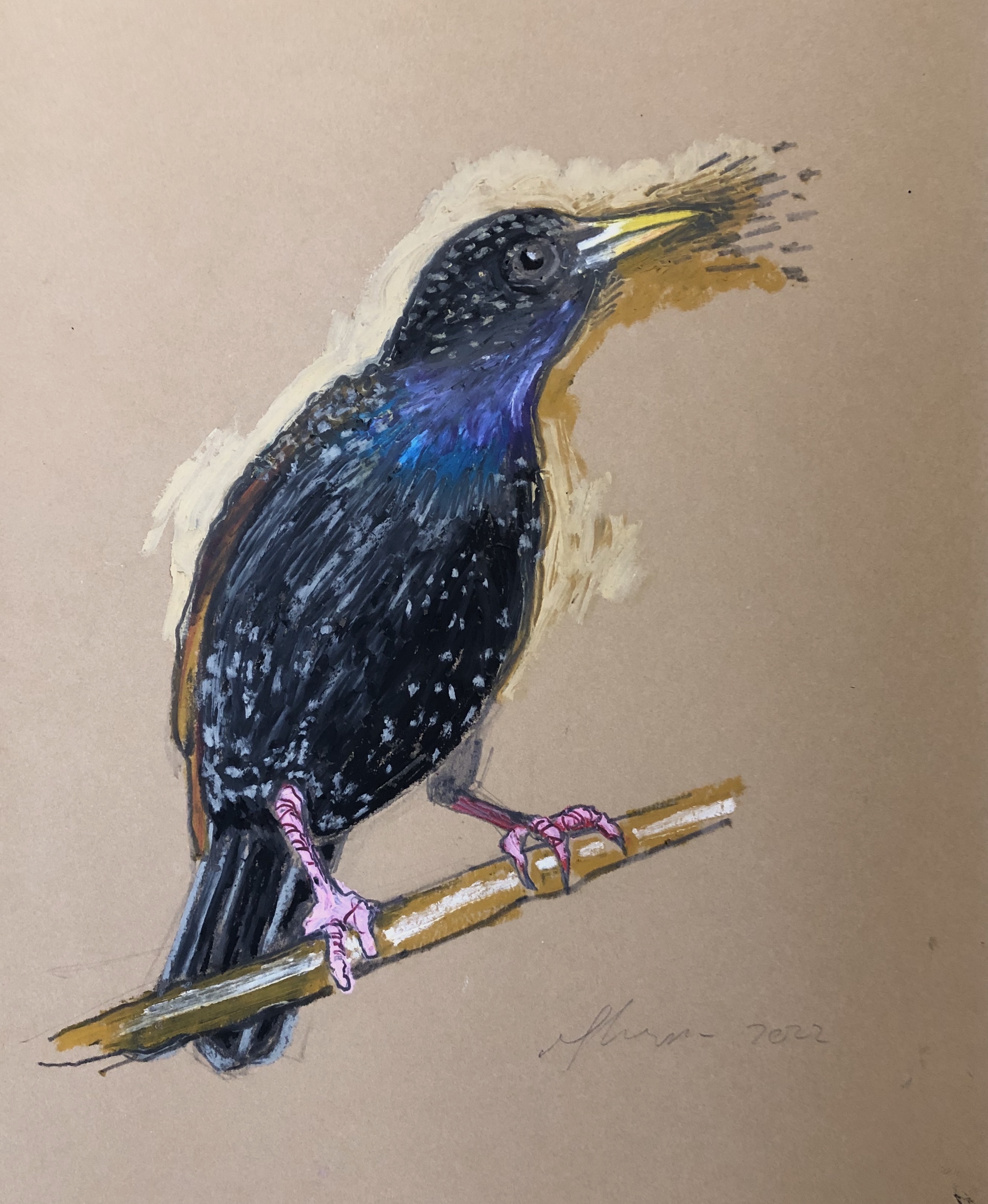 starling